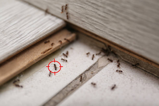 Best Wildlife Control Services  in Lexico, CA