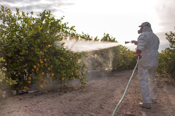 Pest Prevention Services in Calexico, CA