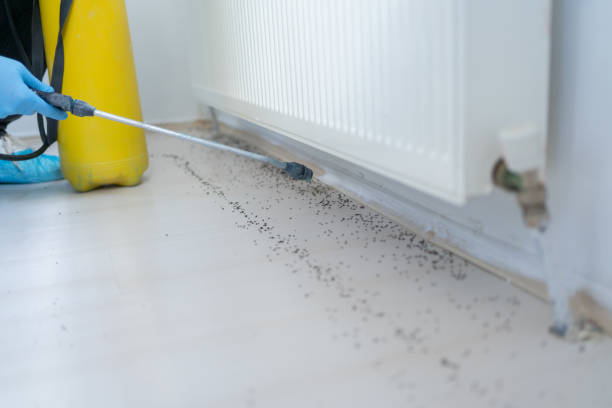 Best Rat Extermination Near Me  in Lexico, CA